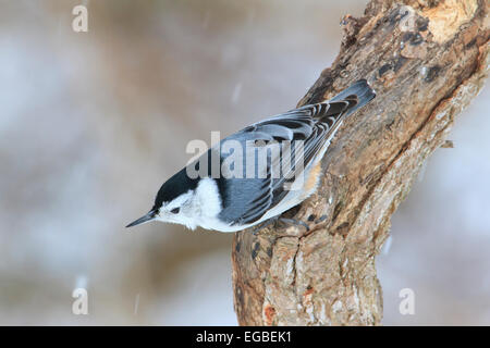Bianco-breasted picchio muratore (Sitta carolinensis) su un ramo di albero in inverno. Foto Stock