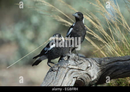 Australian Gazza (Gymnorhina tibicen), Porto Augusta, Sud Australia Foto Stock