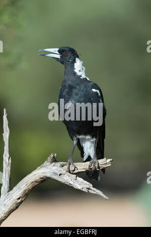 Australian Gazza (Gymnorhina tibicen), Porto Augusta, Sud Australia Foto Stock