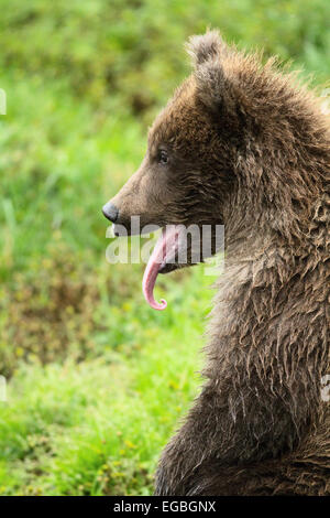 Orso bruno cucciolo (Ursus arctos) con la sua lingua che pende fuori, Katmai National Park, Alaska Foto Stock