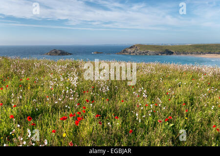 Cornish prato di fiori selvaggi sulle scogliere a pentire testa vicino a Newquay in Cornovaglia Foto Stock