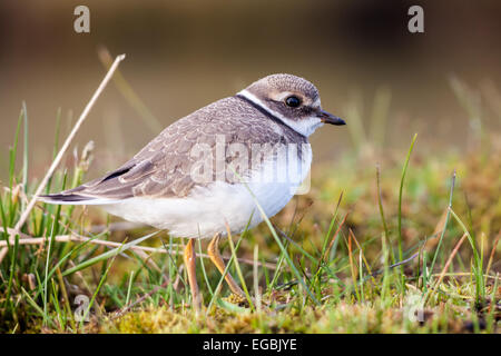 I capretti di inanellare comune plover (Charadrius hiaticula) Foto Stock