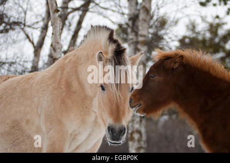 Fiordo norvegese per i cavalli in inverno Foto Stock