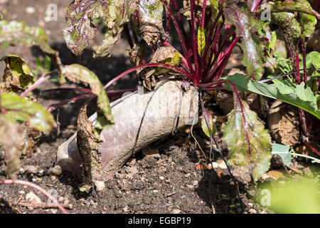 Healtly barbabietole rosse in giardino Foto Stock