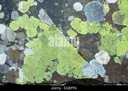 Lichene sulla roccia Foto Stock