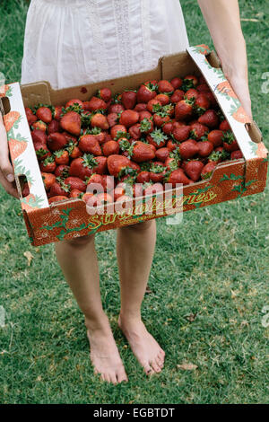 Ragazza in abito bianco della scatola di contenimento di fragole australiano Foto Stock