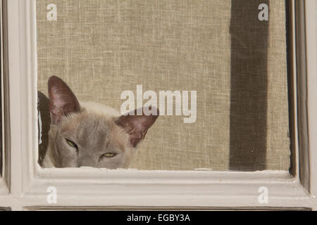 Faccia di un gatto siamese che sbirciava da dietro una cornice di finestra per guardare lo spettatore. La tenda dietro il gatto è dello stesso colore marrone chiaro. Foto Stock