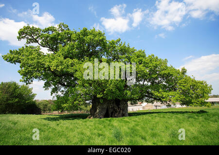 Vista del Bowthorpe Oak Tree. Foto Stock