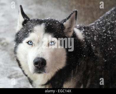 Ritratto di cane husky in una neve su una giornata invernale Foto Stock