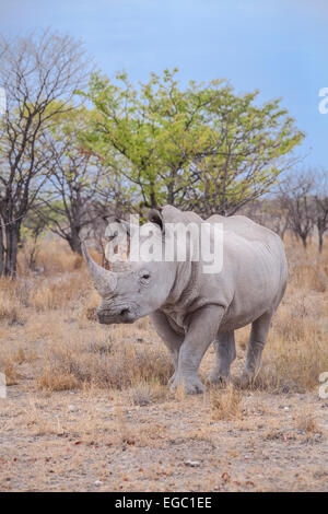 Un rinoceronte bianco in Etosha National Park, Namibia. Foto Stock