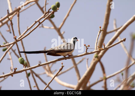 Namaqua maschio colomba arroccato nella struttura ad albero in Senegal Foto Stock