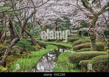 I ciliegi fioriti sovrastano un ruscello in primavera a Kenroku-en, Kanazawa, uno dei tre grandi giardini del Giappone Foto Stock