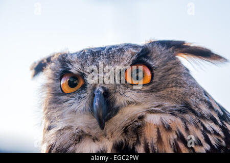 Il gufo eurasiatico (bubo bubo), una delle specie di gufo più grandi al mondo, riconosciuta per i suoi occhi arancioni e i ciuffi di orecchio prominenti. Foto Stock