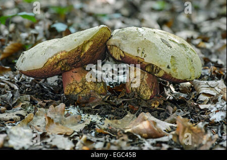 Boletes del diavolo (Boletus satanas), velenoso, Westhalten, Alsazia, Francia Foto Stock