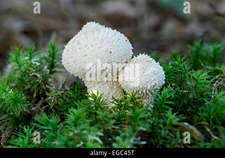 Puffball comune (Lycoperdon perlatum) ricoperto di spine coniche corte, pallidi, funghi saprobici, commestibili, Svizzera Foto Stock