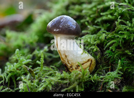 Giovani esemplari di viscido spike-cap (gomphidius glutinosus) , myorrhizal fungo commestibile, Svizzera Foto Stock