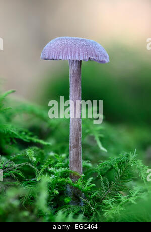 Amethyst deceiver (laccarla amethystea), commestibili, mycorrhizal fungo, versoix, Ginevra, Svizzera Foto Stock