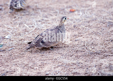 Una femmina Sandgrouse verniciato Foto Stock