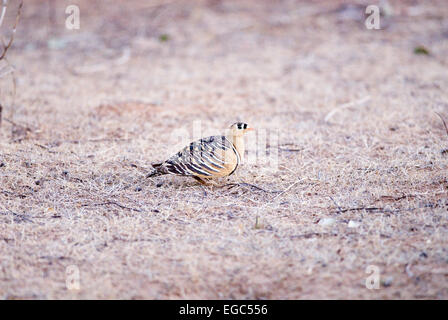 Maschio Sandgrouse verniciato Foto Stock