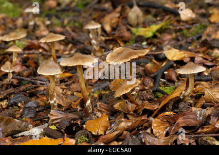 Funghi, Cortinarius (telamonia) flexipes var. inolens, visto crescere nel bosco di latifoglie, Carstramon legno, Dumfries & Galloway, Scozia Foto Stock