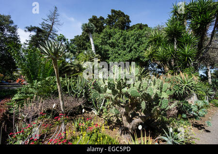 Giardini Botanici, Puerto de la Cruz, isola di Tenerife, Isole Canarie, Spagna, Europa Foto Stock