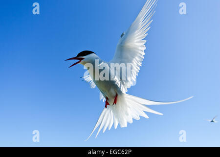 La terna artica (Sterna paradisaea), rinomata per aver intrapreso la più lunga migrazione annuale di qualsiasi specie di uccelli, viaggiando tra l'allevamento artico di gro Foto Stock