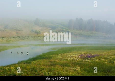 Le oche in un stagno di Hayden Valley, il Parco Nazionale di Yellowstone, Wyoming. Foto Stock