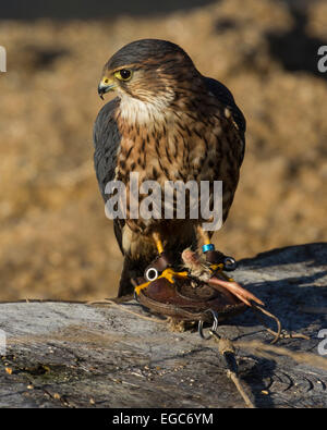 Merlin (Falco columbarius), una piccola specie di Falcon, arroccata su una roccia Foto Stock