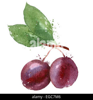 Prugna su uno sfondo bianco. illustrazione vettoriale Foto Stock