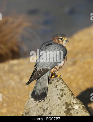 Merlin (Falco columbarius), una piccola specie di Falcon, arroccata su una roccia Foto Stock