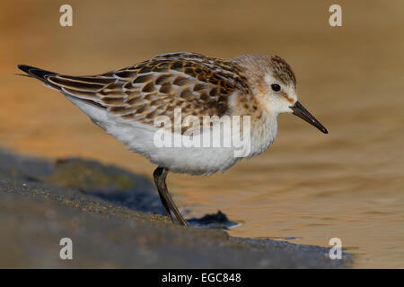 Calidris minuta Foto Stock