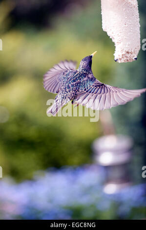 Comune, Starling Sturnus vulgaris in metà di aria di alimentazione sulla torta suet Foto Stock