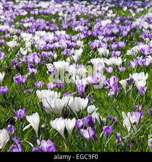 Un sacco di molla olandese crocus fiori Foto Stock