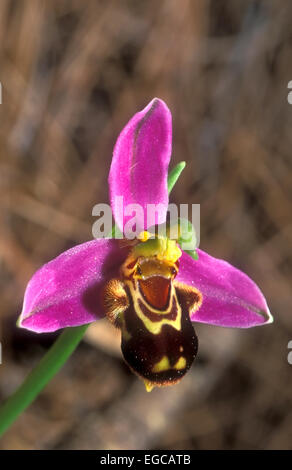 Wild Orchid flower close up Foto Stock