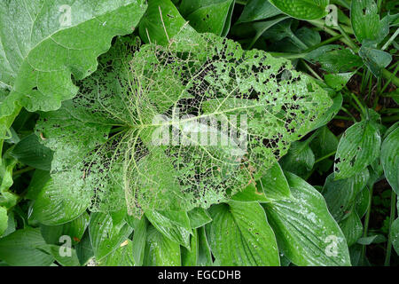 La caratteristica strappati e finemente scheletrato resti di una foglia che ha danneggiato i coleotteri giapponese. Foto Stock