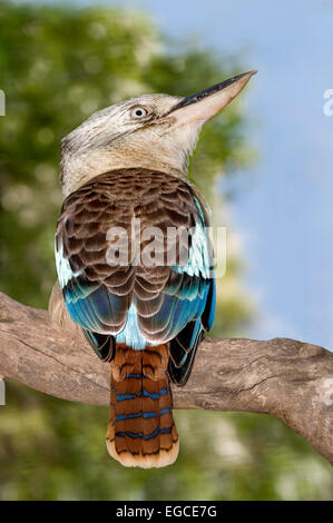 Dacelo leachii è una delle quattro specie note di kookaburras o famiglia halcyonidae provenienti da Australia e Nuova Guinea. comunemente kno Foto Stock