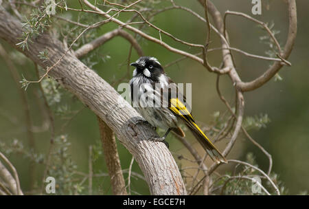 New Holland Honeyeater, 'Phylidonyris novaehollandiae' si trova comunemente in tutto il sud dell'Australia orientale, in Australia occidentale, e Queensland Foto Stock