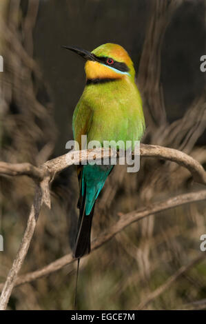L'arcobaleno gruccione, 'merops ornatus', è un uccello in 'meropidae' famiglia; l'unica specie di meropidae trovato in tutto il continente australiano. Foto Stock