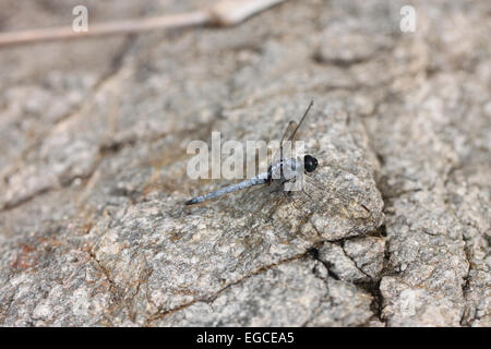 Lamas Skimmer Dragonfly su pietra nella foresta. Foto Stock