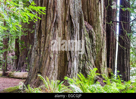 Giganteschi alberi di sequoia. Jedediah Smith Redwoods State Park, California, Stati Uniti. Foto Stock