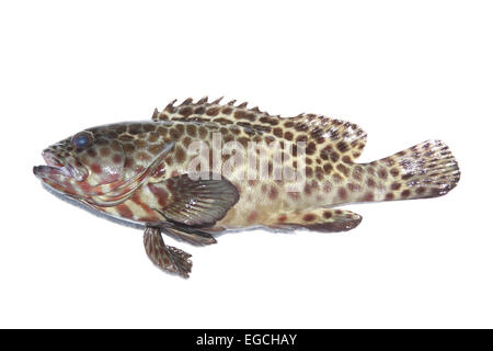 Carni di pesce cernia su sfondo bianco. Foto Stock