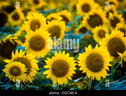 Girasoli in Waxahachie nel nord del Texas Foto Stock