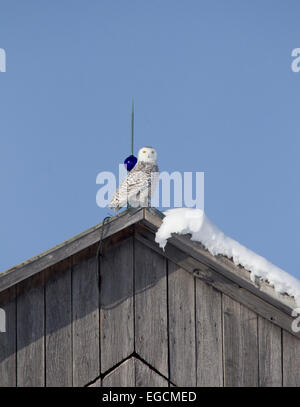 Civetta delle nevi sul tetto del granaio vicino Parafulmine Foto Stock