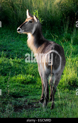 Femmina di antilope waterbuck (Kobus ellipsiprymnus) nel tardo pomeriggio di luce, Sud Africa Foto Stock