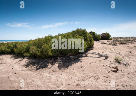 Pino di Aleppo, Pinus halepensis, crescendo in dune nella spiaggia di Carabassi, Elche, Spagna Foto Stock