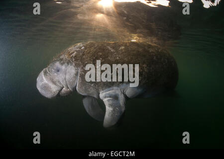 West Indian lamantino (Trichechus manatus), Florida, Stati Uniti Foto Stock