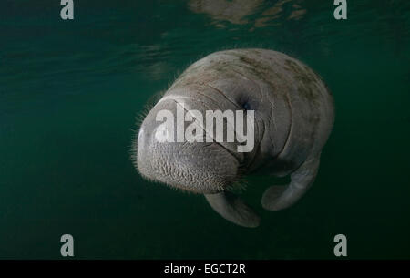 West Indian lamantino (Trichechus manatus), Florida, Stati Uniti Foto Stock