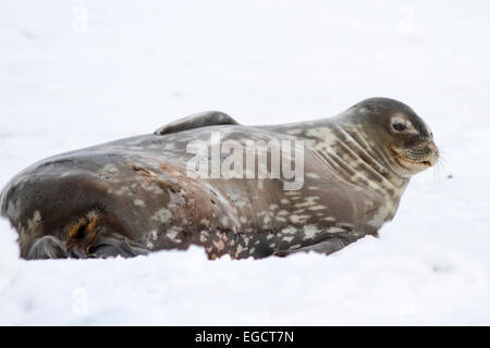 Le guarnizioni di tenuta di Weddell (Leptonychotes weddellii). Madre e pup giacente sul mare di ghiaccio. Le guarnizioni di tenuta di Weddell sono nati singolarmente. Essi hanno morbide hai Foto Stock