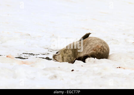 Le guarnizioni di tenuta di Weddell (Leptonychotes weddellii). Madre e pup giacente sul mare di ghiaccio. Le guarnizioni di tenuta di Weddell sono nati singolarmente. Essi hanno morbide hai Foto Stock