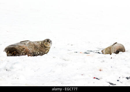 Le guarnizioni di tenuta di Weddell (Leptonychotes weddellii). Giovane cucciolo sdraiato sul mare di ghiaccio. Le guarnizioni di tenuta di Weddell sono nati singolarmente. Essi hanno bene i capelli morbidi (la Foto Stock